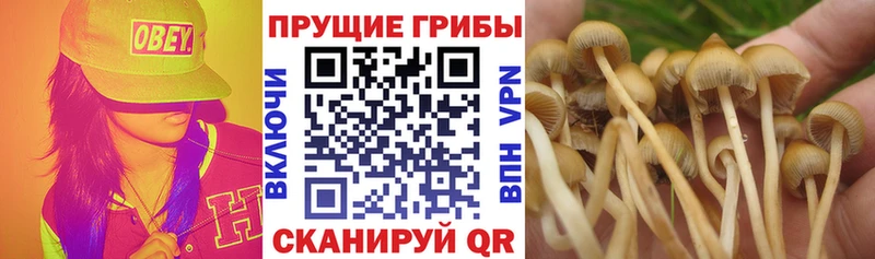 Псилоцибиновые грибы ЛСД  Петровск-Забайкальский 